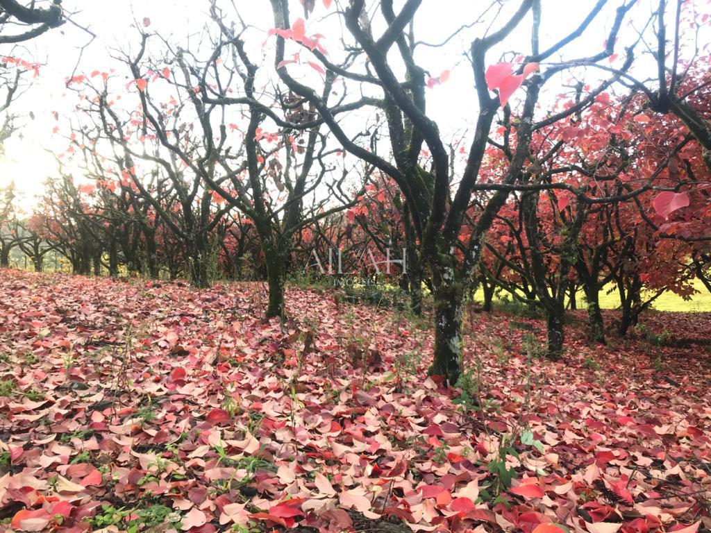 Terreno, 527 m² - Foto 7