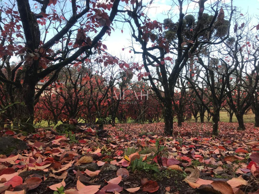 Terreno, 527 m² - Foto 12