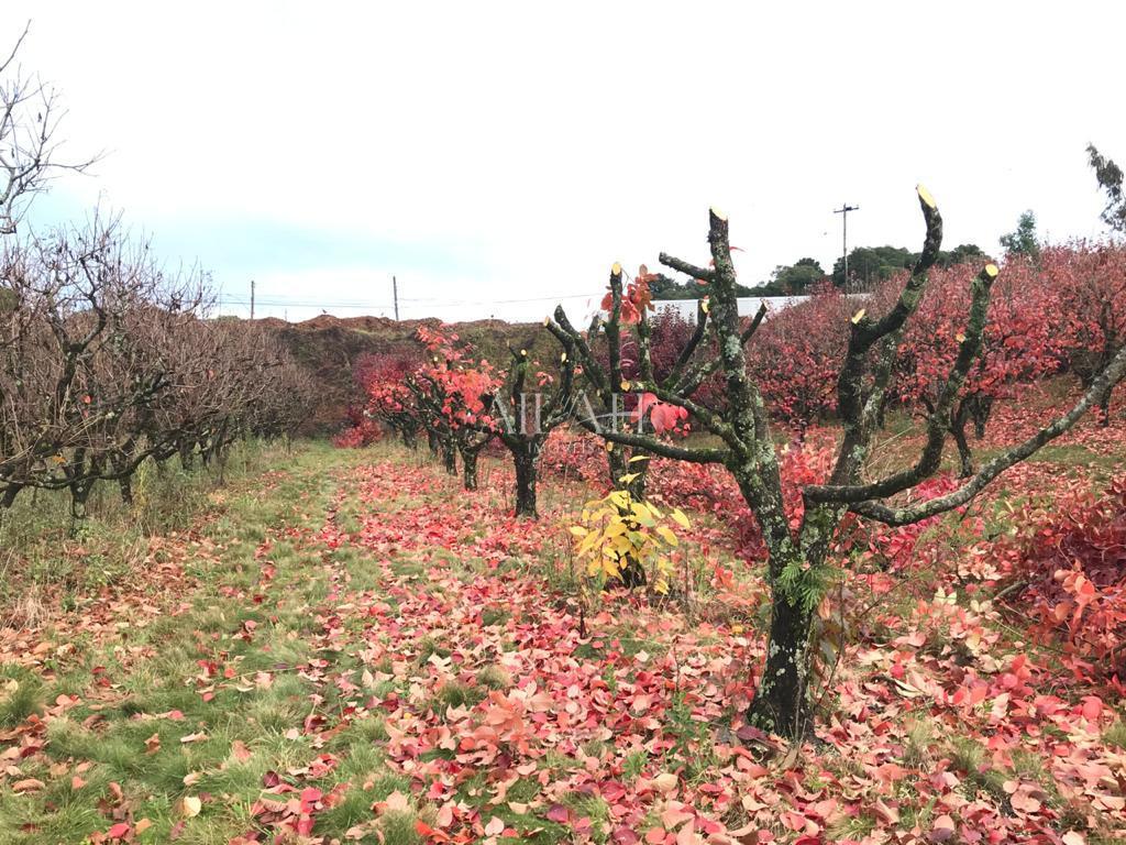 Terreno, 527 m² - Foto 20