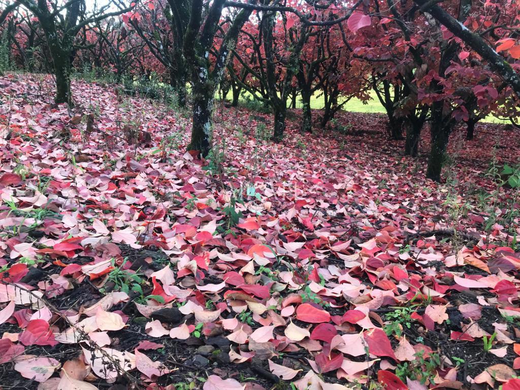 Terreno, 527 m² - Foto 40