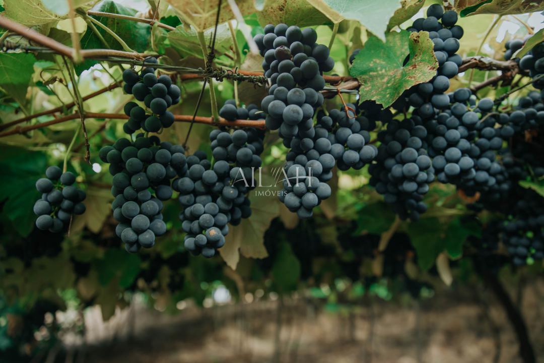 Chácara, 3 quartos - Foto 10