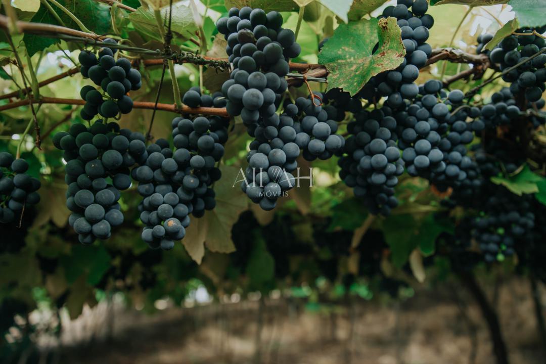 Chácara, 3 quartos - Foto 11