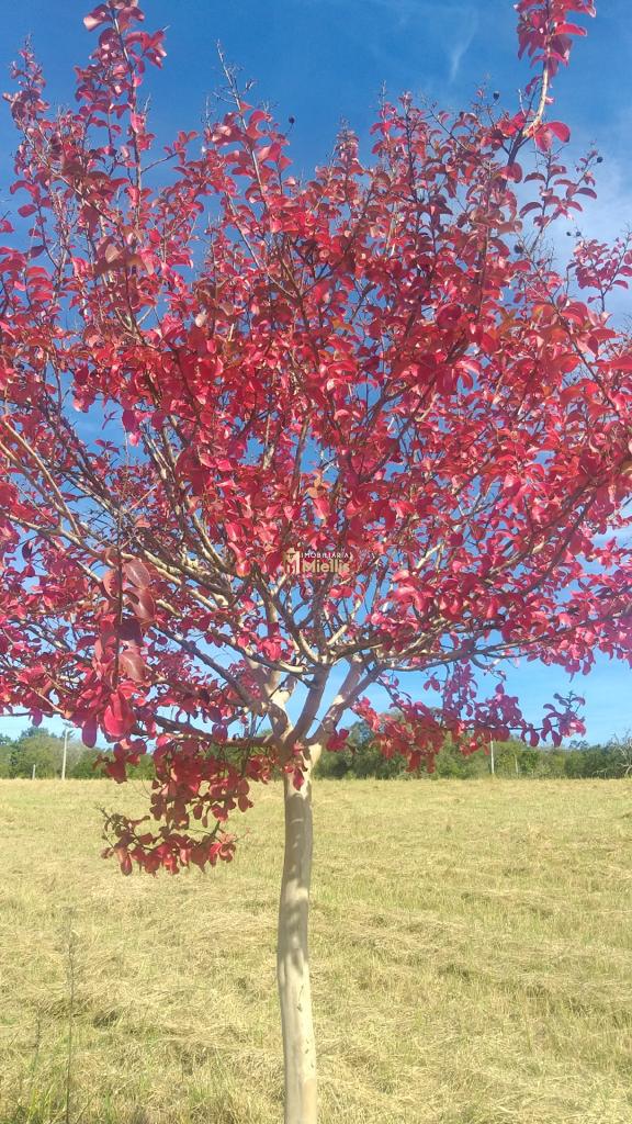 Terreno, 1000 m² - Foto 44