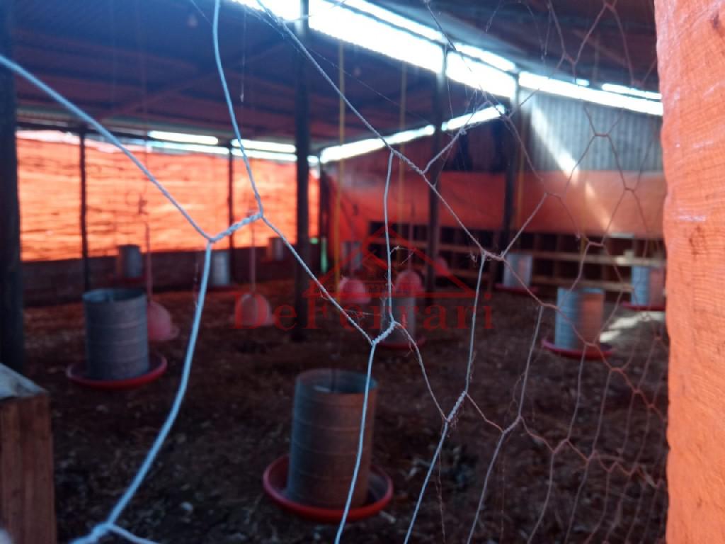 Sítio, 2 quartos, 800 m² - Foto 14