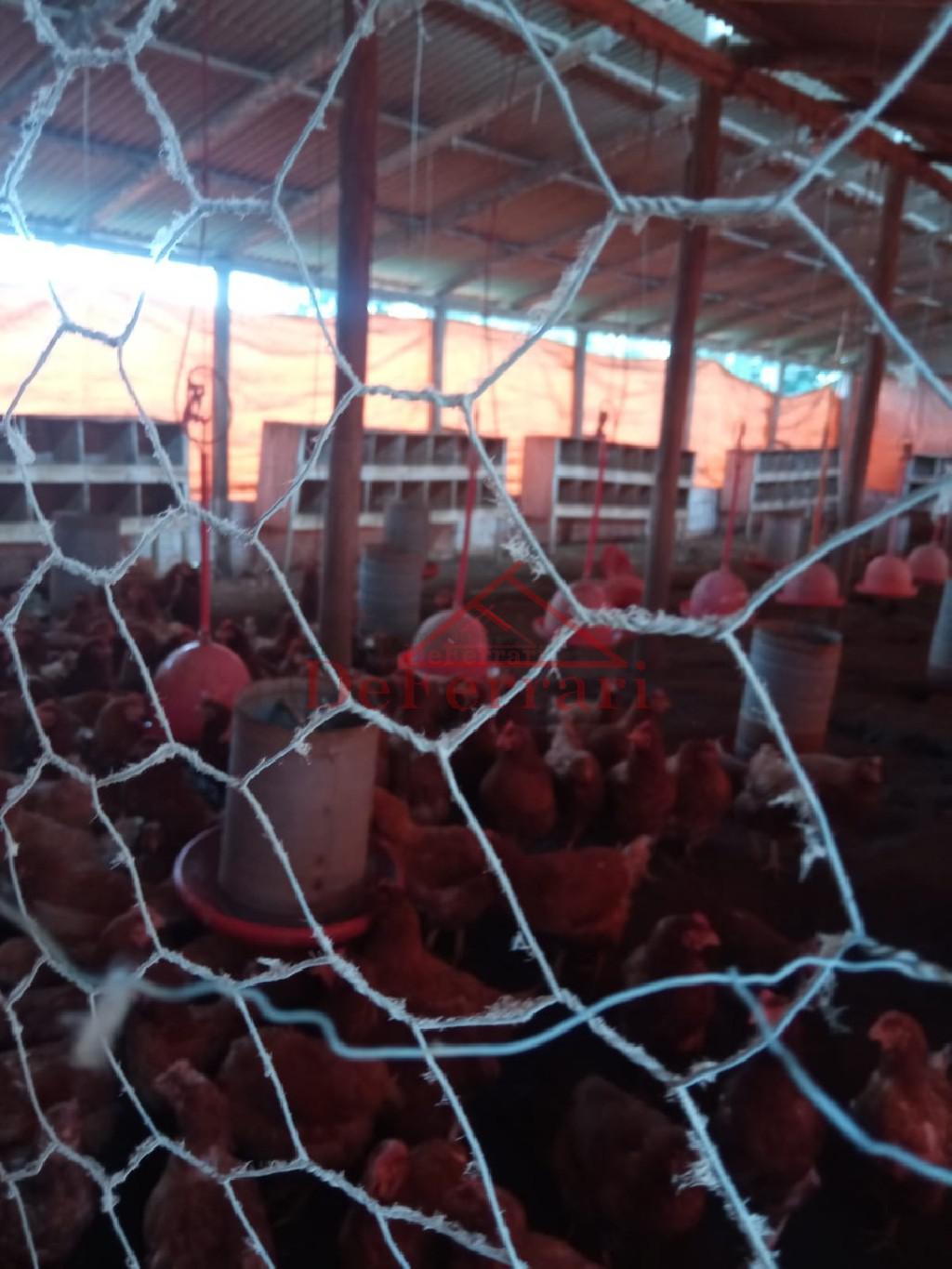 Sítio, 2 quartos, 800 m² - Foto 24