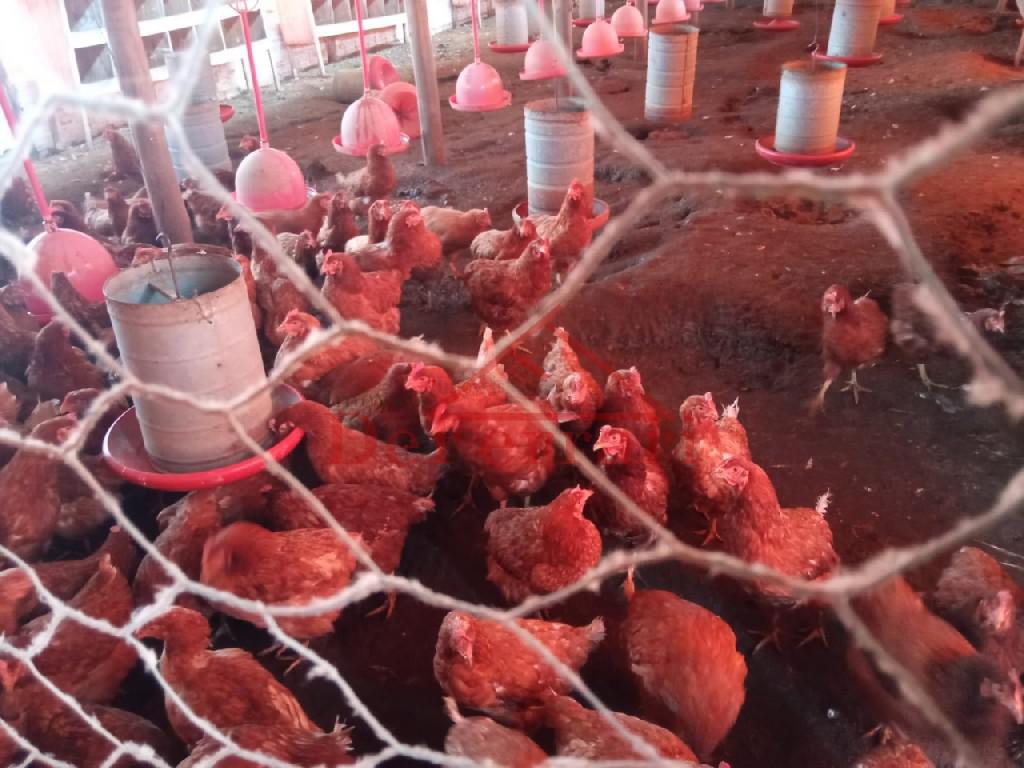 Sítio, 2 quartos, 800 m² - Foto 25