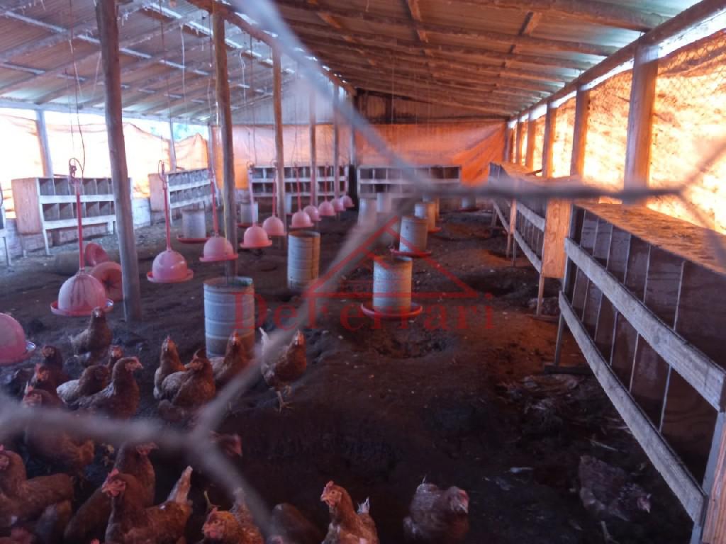 Sítio, 2 quartos, 800 m² - Foto 26