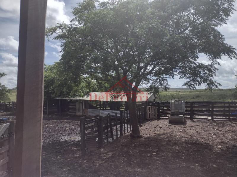 Fazenda, 4 quartos - Foto 5