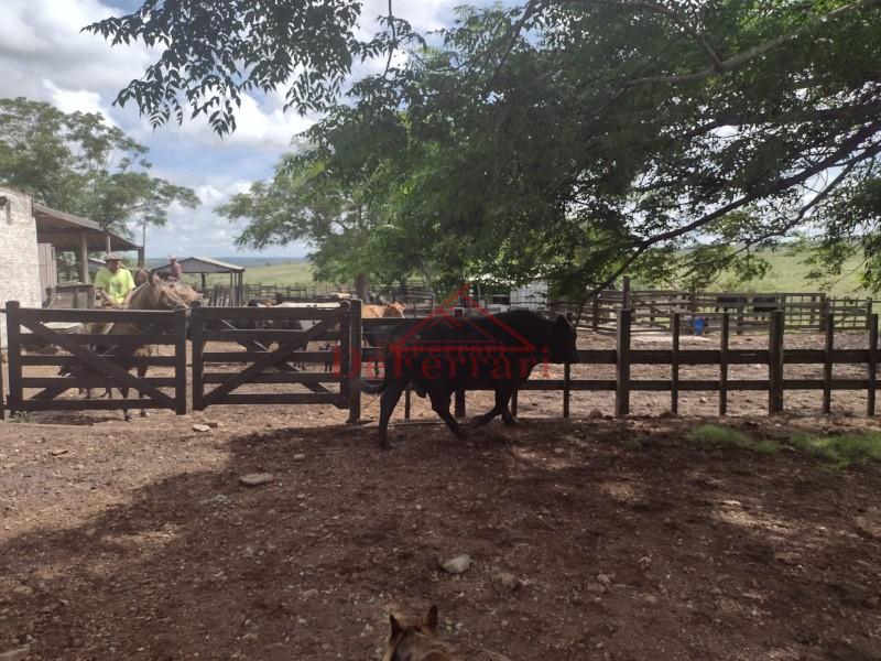 Fazenda, 4 quartos - Foto 10