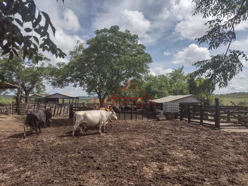 Fazenda, 4 quartos - Foto 13