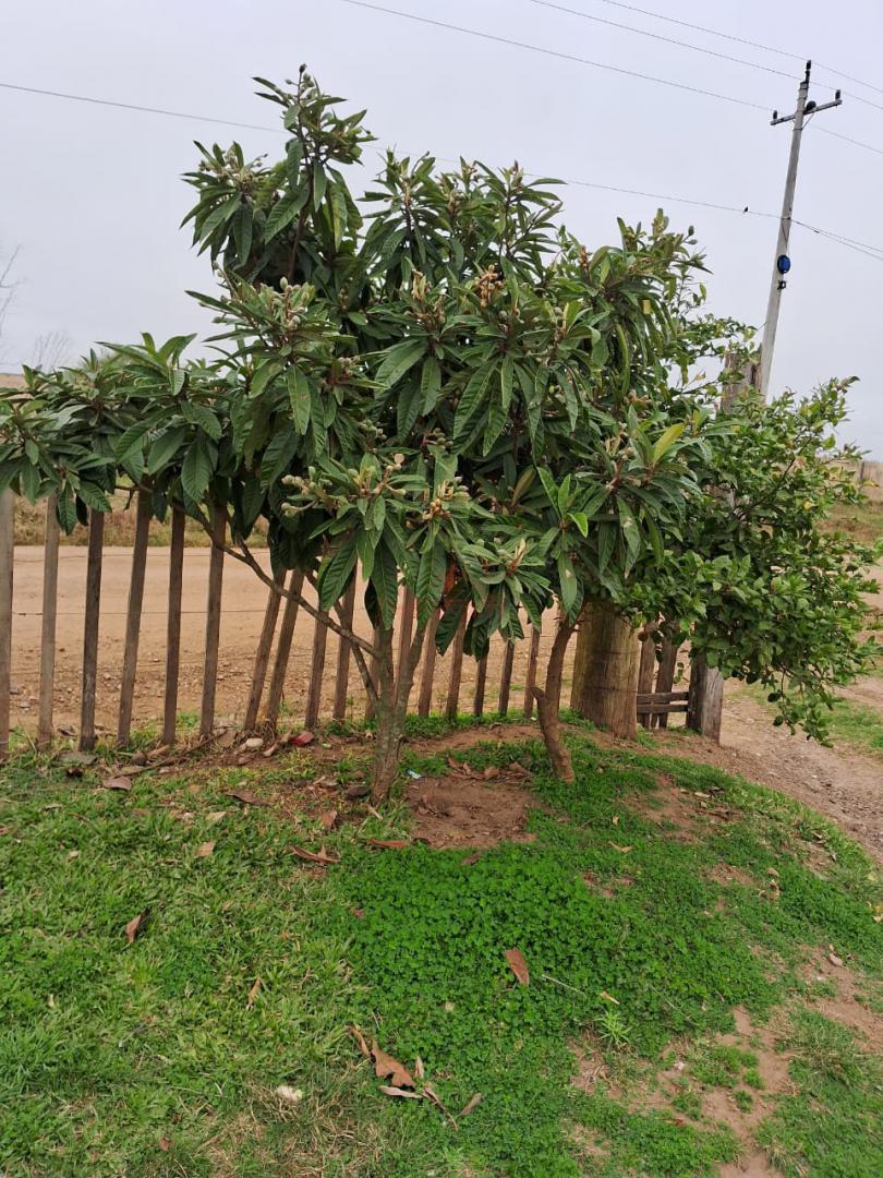 Chácara, 2 quartos - Foto 4