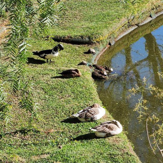 Casa em condominioVenda em Porto Alegre no bairro Vila Nova