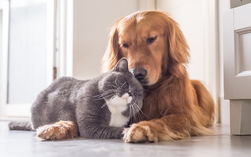 Cuidando do seu Pet.