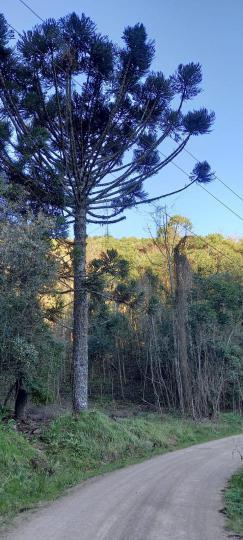 Área de Terra à venda no bairro Vila Olinda, Nova Petrópolis, Referencia: 621