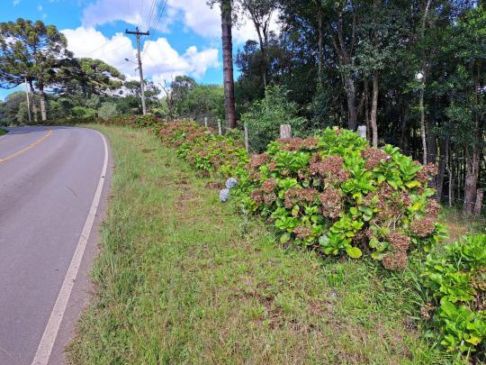 Área de Terra à venda no bairro LINHA CAÇADOR, FARROUPILHA, Referencia: 2811