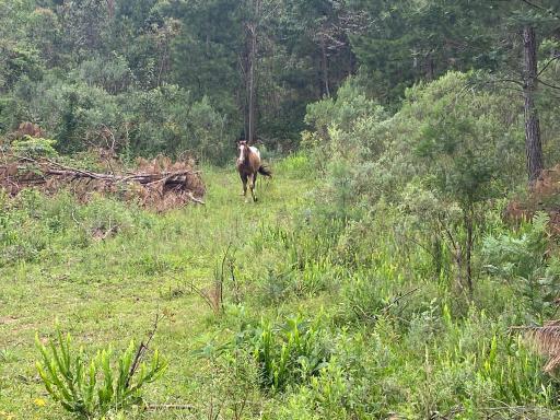 Área de Terra à venda no bairro , Nova Petrópolis, Referencia: 75