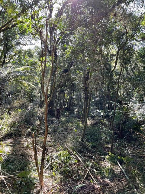 Terreno à venda no bairro Colinas de São Francisco, São Francisco de Paula, Referencia: 81