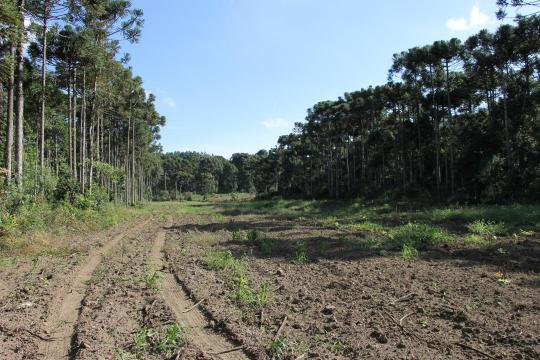 Terreno à venda no bairro zona rural, Irineópolis, Referencia: 150