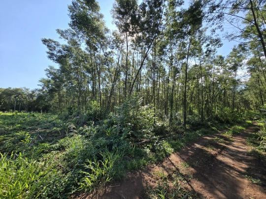 Área de Terra à venda no bairro Feitoria Nova, Ivoti, Referencia: 250414