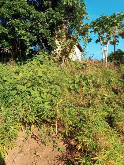 Chácara - Sítio à venda no bairro Palmeira do Sertão, Santo Antônio da Patrulha, Referencia: 390