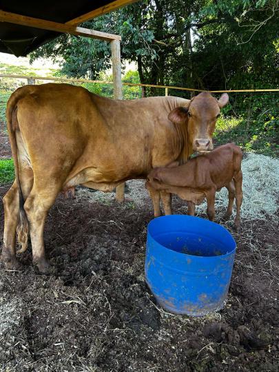Chácara à venda no bairro Centro, Santa Maria, Referencia: 274